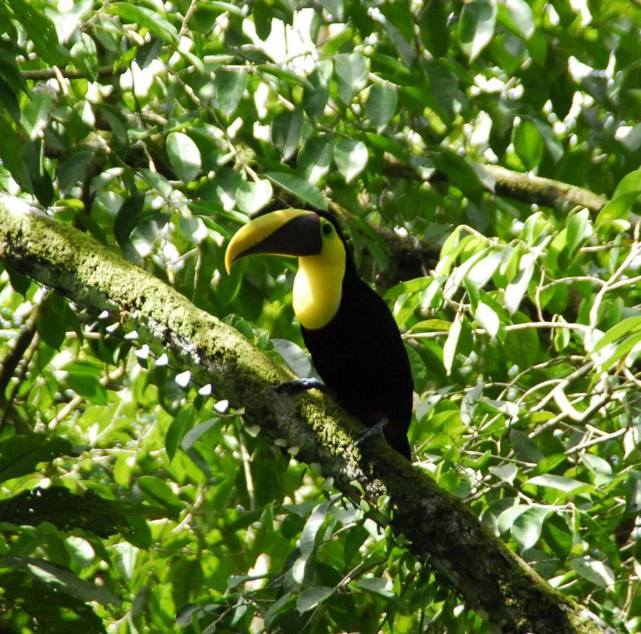 Toucan Villa Manuel Antonio Exterior foto